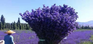 natural essential oils company - CGhealthfood.jpg