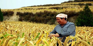 china millet foods - CGhealthfood.png