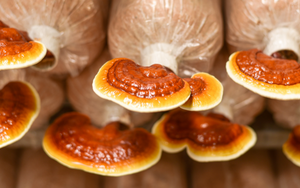 Ganoderma lucidum.png
